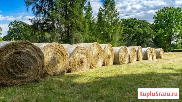 Сено хорошее 15-17 Ступино - изображение 1