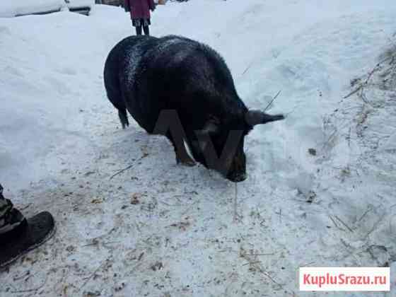 Венгерская мангалица, вьетнамская вислобрюхая Павловка