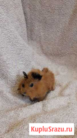 Морская свинка Москва - изображение 1