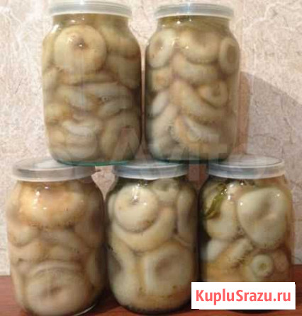 Грибы грузди и рыжики Иркутск - изображение 1