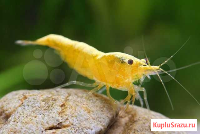 Креветки Жёлтый неон, Тигры, улитка Хелена, мхи Сызрань - изображение 1