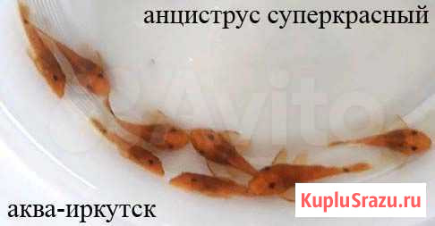 Номерные сомы L и С своего разведения и др Иркутск - изображение 1
