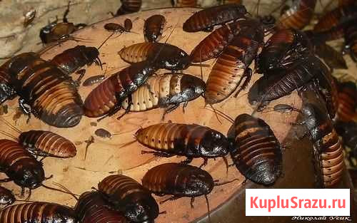 Мадагаскарский и мраморный таракан Шахты - изображение 1