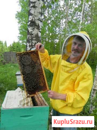 Мёд с пасеки Ижевск - изображение 1