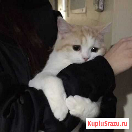 Передержка животных Саранск - изображение 1