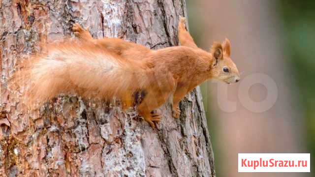 Белка Бльчата Москва - изображение 1