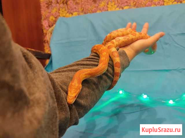 Змея для фотосессий Серпухов - изображение 1