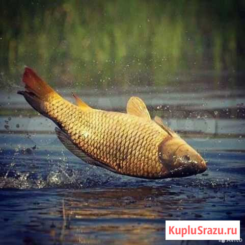 Рыба, Раки Маркс - изображение 1