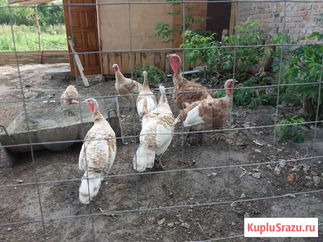 Индюки продам Карачев - изображение 1