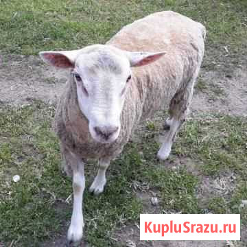 Баранчик и овцематка породы тексель продажа, обмен Буздяк - изображение 1