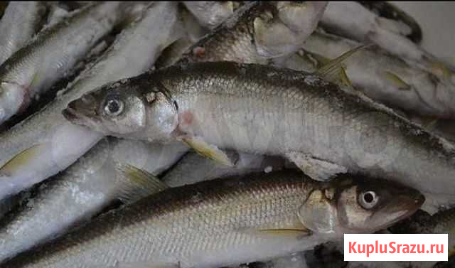 Корюшка Зубатка - Зубарь, малоротка Комсомольск-на-Амуре - изображение 1