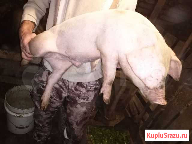 Поросята мясной породы Карачев - изображение 1