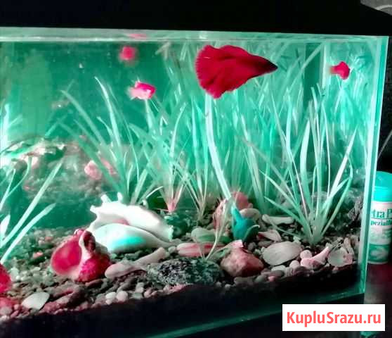 Растения, ракушки, камни Лениногорск - изображение 1