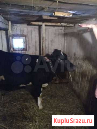 Черно-пестрая, Голштинская Телка Саперное - изображение 1