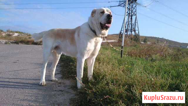 Вязка кобель Валуйки - изображение 1