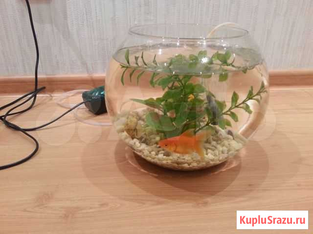 Круглый аквариум с кислородом 6 литров Грязи - изображение 1