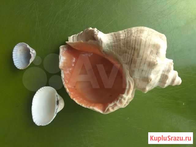 Ракушки морские Миасс - изображение 1