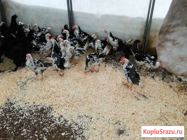 Куры Казань - изображение 1