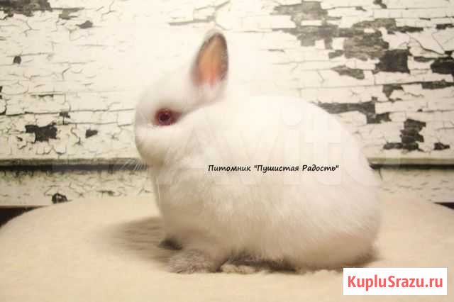 Нидерландский карликовый крольчонок мальчик Москва - изображение 1