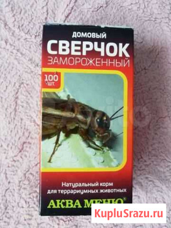 Сверчок Вилючинск - изображение 1