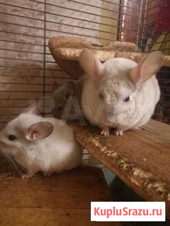 Шиншилла девочка белый бриллиант Москва - изображение 1