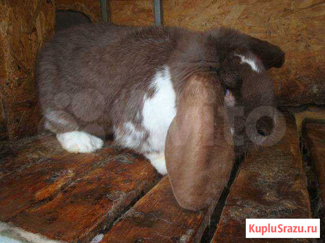 Продам кроликов пароды  Калифорнийская.Французск Новоалександровск - изображение 1