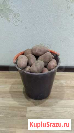 Продам крупный картофель Сыктывкар - изображение 1