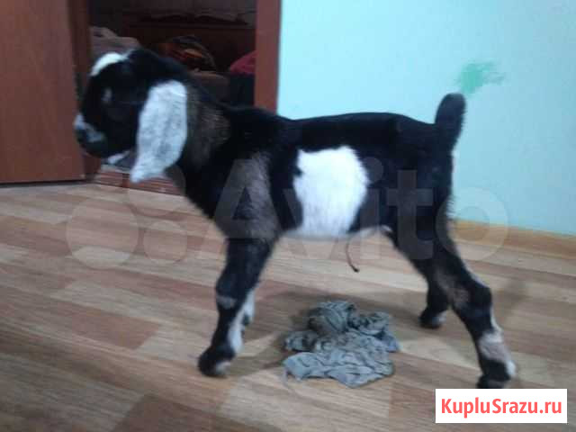 Нубийские козлята Искитим - изображение 1