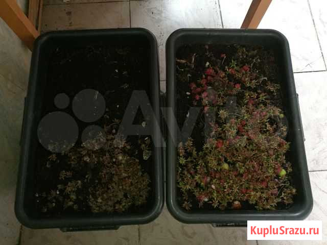 Калифорнийские Красные черви Мурманск - изображение 1