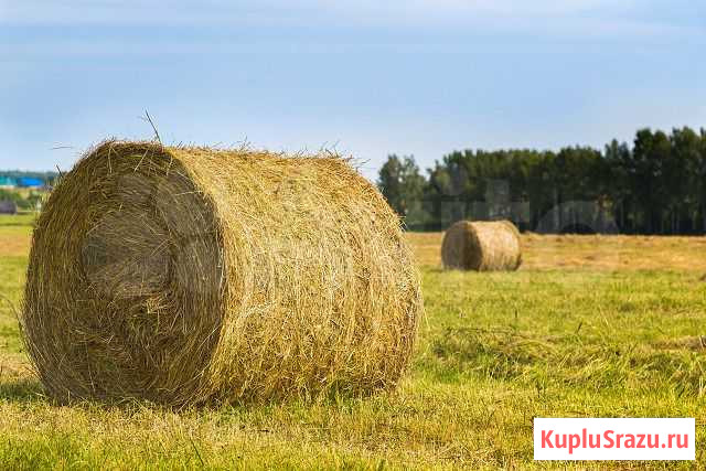 Продаю Сено Грицовский - изображение 1