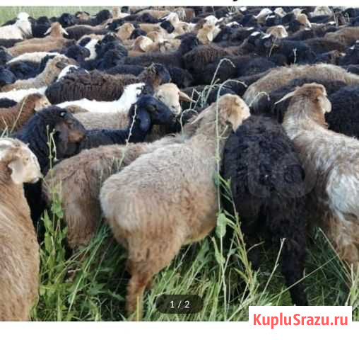 Продаю Баранов живой Бронницы - изображение 1