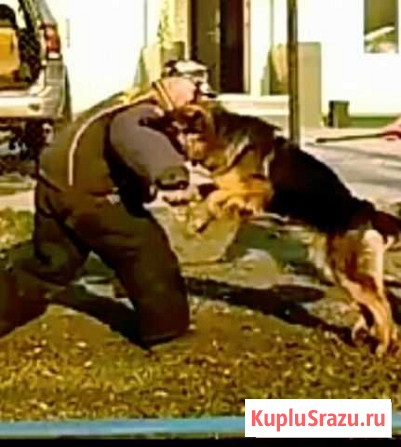 Дрессировка собак Томск - изображение 1