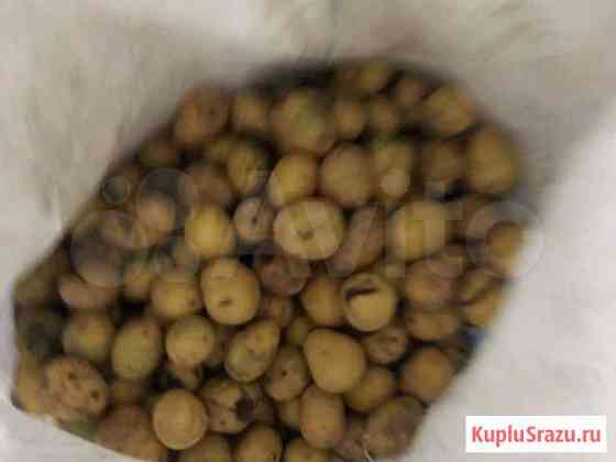 Картофель сорт гала 3-4 см мытый на корм Клин