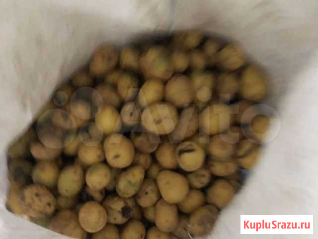 Картофель сорт гала 3-4 см мытый на корм Клин - изображение 1