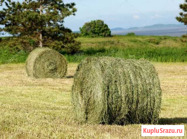 Сено в рулонах Набережные Челны - изображение 1