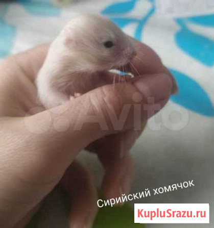 Сирийский хомяк Нижний Новгород - изображение 1
