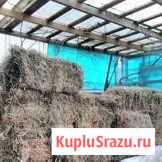 Сено и солома зерно корма пшеница кукуруза Сочи - изображение 1