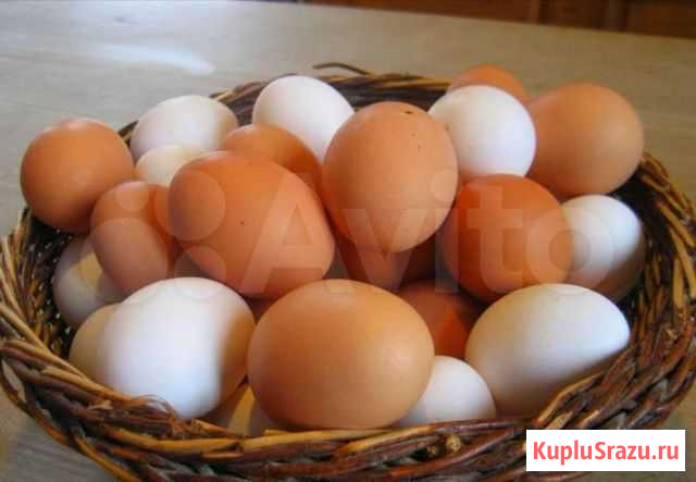 Домашние куриные яйца Анапа - изображение 1
