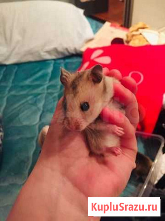 Сирийский хомяк Москва - изображение 1