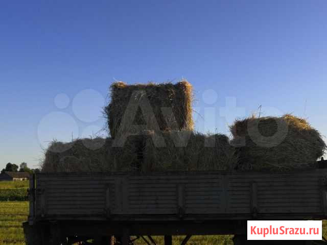 Сено Моргауши - изображение 1