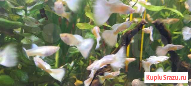 Albino platinum Ростов-на-Дону - изображение 1