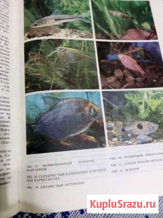 Книга, Экзотические рыбы Курск - изображение 1