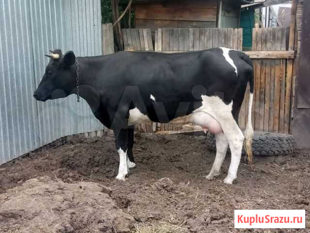 Продам телку Тельма - изображение 1