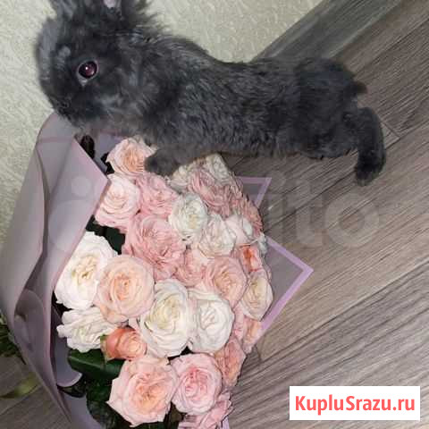 Декоративный кролик Саратов - изображение 1