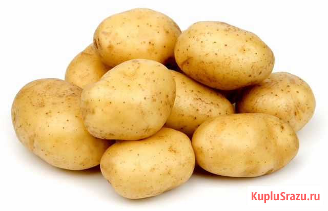 Картофель Печора - изображение 1