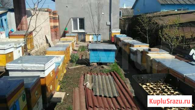Пчелопакеты матки породы бакфаст Керчь - изображение 1