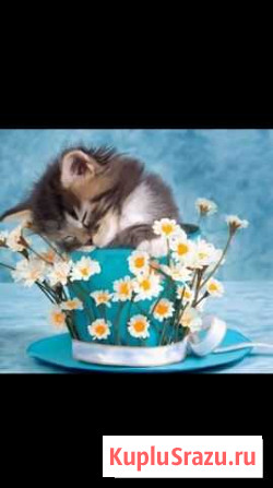 Картины по номерам Всеволожск - изображение 1