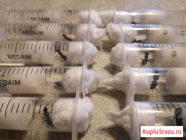 Матки Camponotus Vagus Москва - изображение 1
