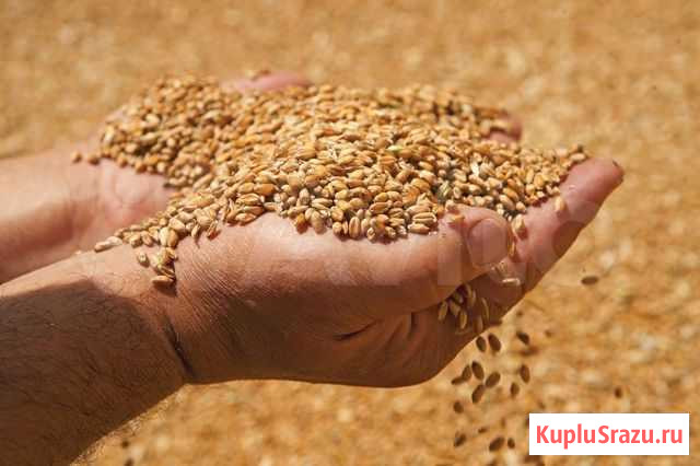 Продам пшеницу фуражную Грибановский - изображение 1