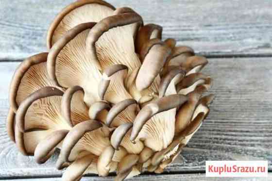 Грибы Москва